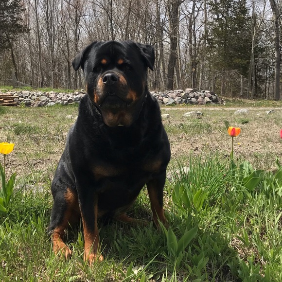 Meet your Posher, Chelsie - Picture 1 of 1